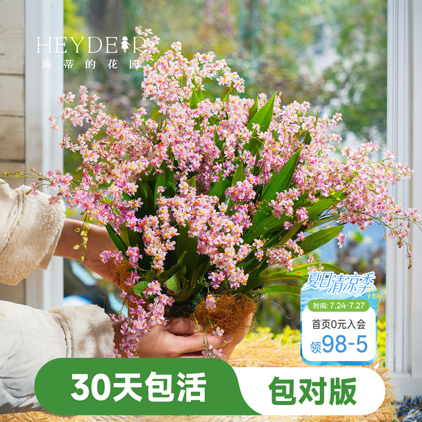 海蒂的花园梦香文心兰盆栽室内兰花植物桌面绿植海妈家成都总店