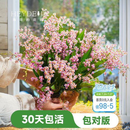 海蒂的花园文心兰盆栽