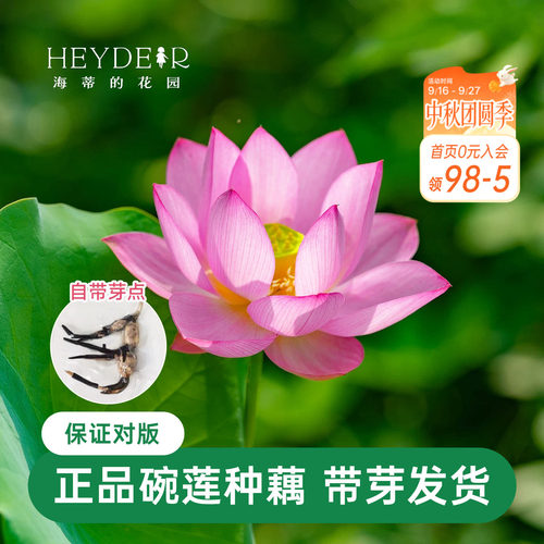 海蒂的花园 碗莲种藕荷花水培植物多年生水生花卉莲花水养裸根苗