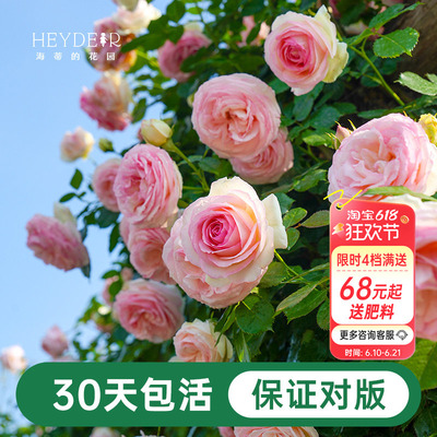 海蒂的花园月季花苗粉色龙沙宝石