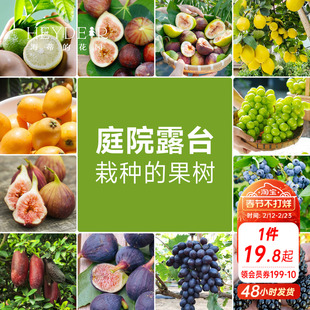海蒂的花园 果树盆栽香水柠檬葡萄无花果好养果量大庭院易活果苗
