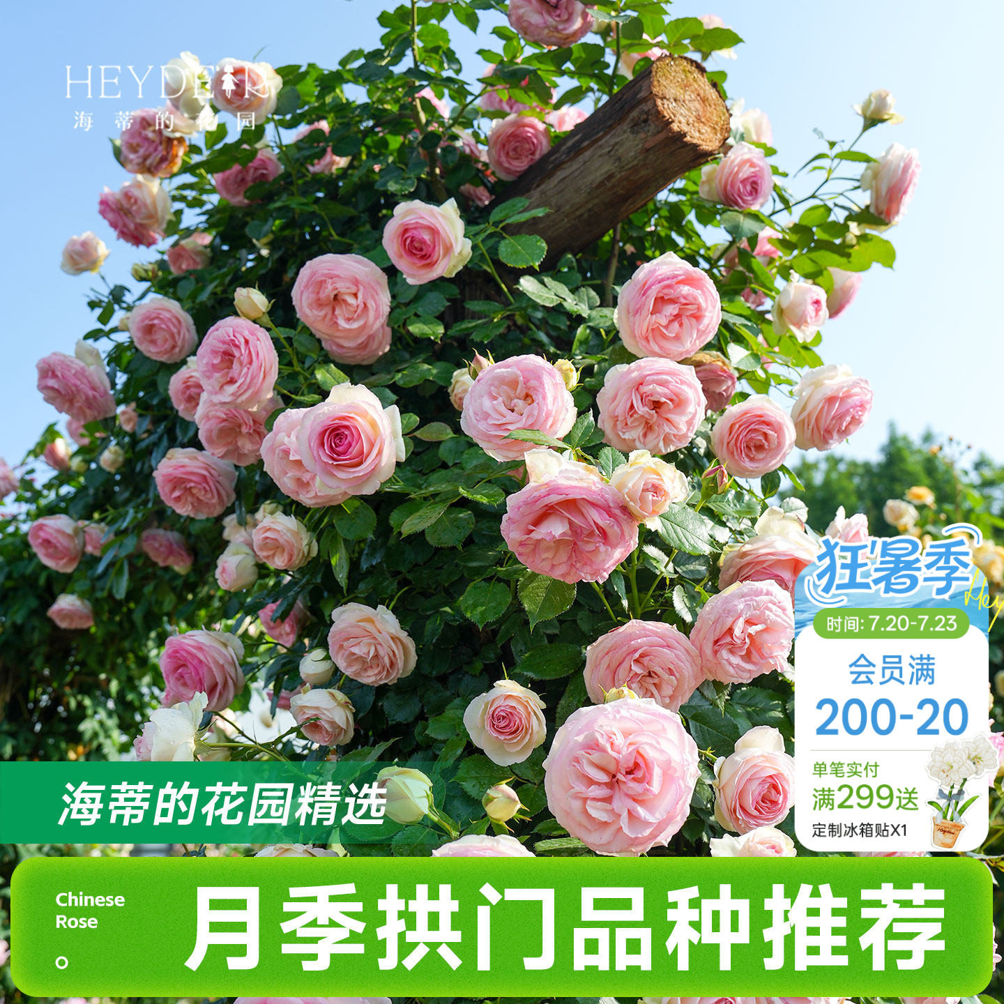 海蒂的花园月季花苗爬藤拱门玫瑰庭院地栽蓝色阴雨粉色龙沙宝石