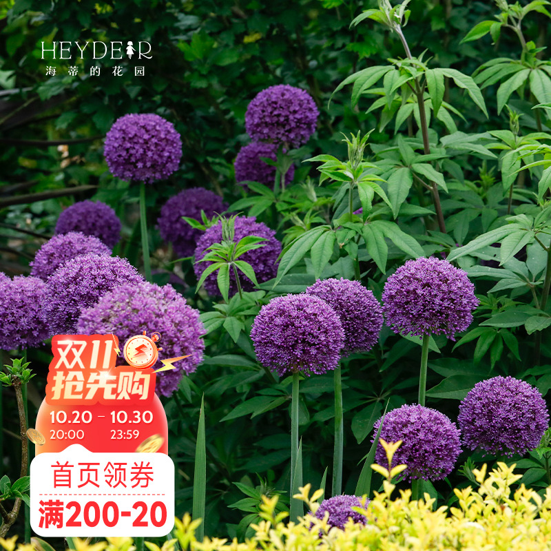 海蒂的花园花葱种球进口多年生宿根庭院花境花材植物球根花卉裸球