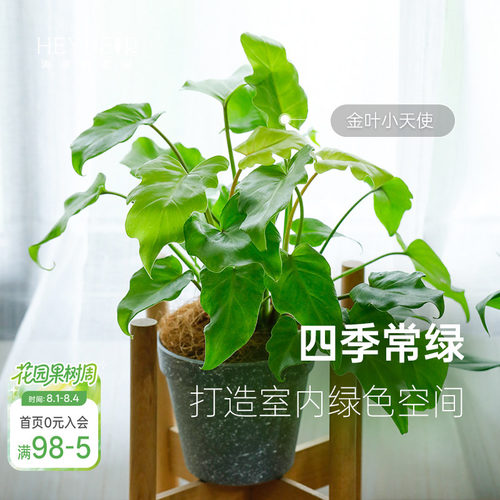 蔓绿绒客厅书房书桌室内观叶绿植