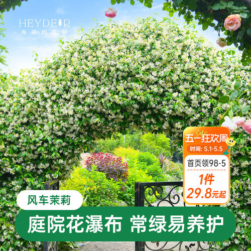 海蒂的花园风车茉莉苗爬藤植物
