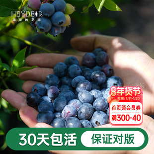 海蒂的花园成都总店蓝莓树果苗盆栽果树阳台庭院地栽苗果树包对版