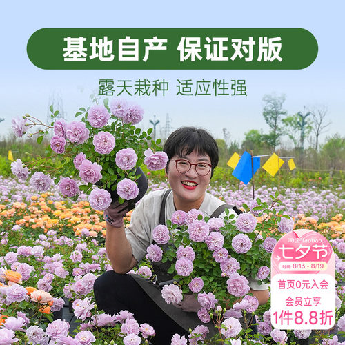 海蒂的花园月季花苗盆栽小苗爬藤玫瑰果汁阳台地栽花苗