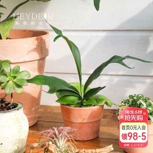海蒂的花园成都总店鹿角蕨绿植盆栽室内植物客厅桌面植物海妈推荐
