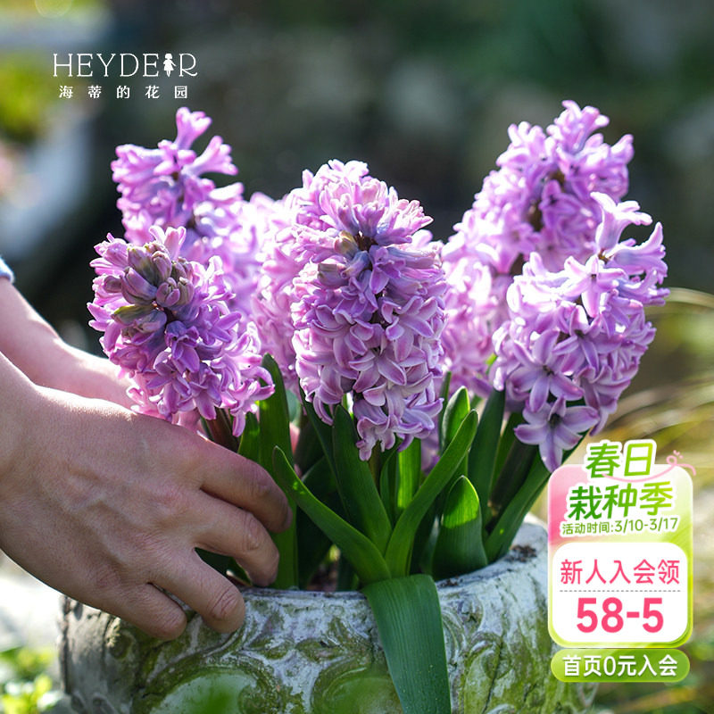 海蒂的花园风信子球根花卉阳台花园盆栽地栽芳香花卉植物盆栽种球