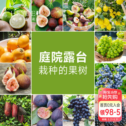 果树果苗盆栽葡萄柠檬