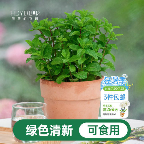 海蒂的花园薄荷盆栽苗