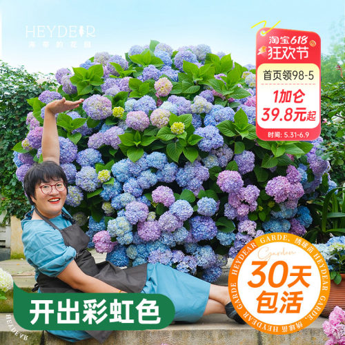 海蒂的花园绣球花苗无尽夏大海蓝万华镜阳台四季种植物树苗盆栽