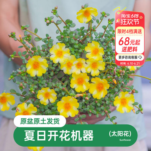 海蒂马齿苋阳台花卉植物盆栽苗