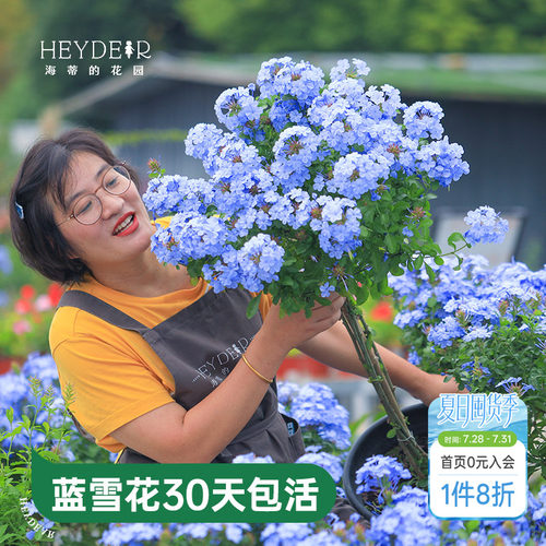 海蒂的花园蓝雪花盆栽耐热阳台可爬藤四季好养易活花卉植物室内花