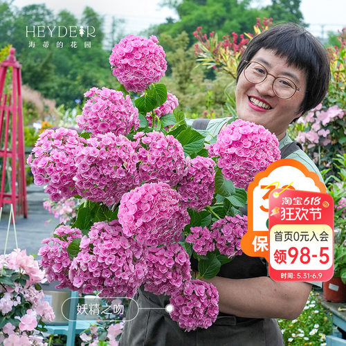 海蒂的花园重瓣绣球阳台盆栽
