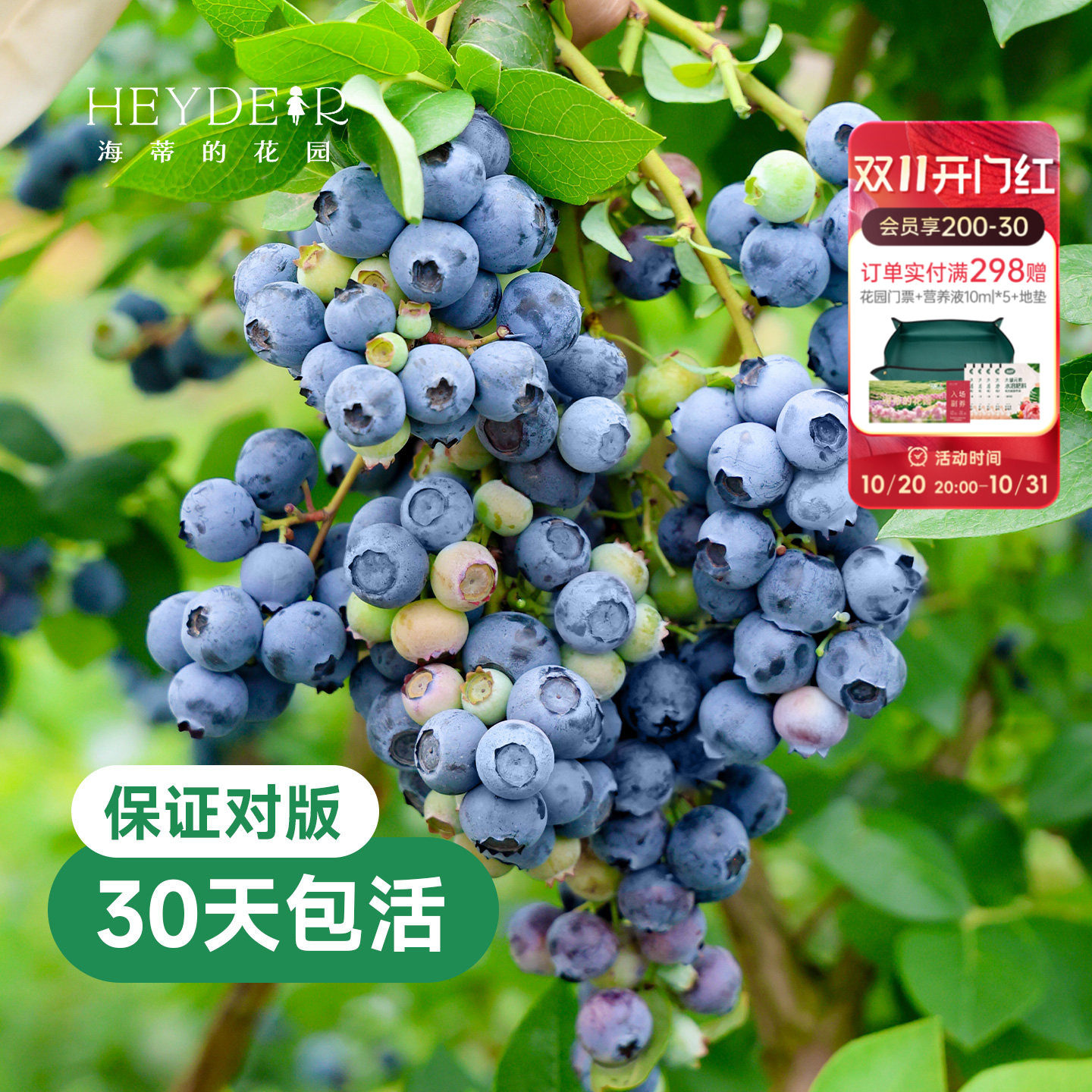 海蒂的花园蓝莓树果苗盆栽南方北方带阳台庭院地栽果蔬苗海妈家