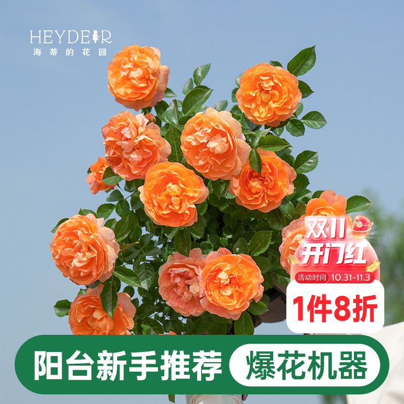 海蒂的花园月季花苗果汁阳台灌木好养阳台庭院花卉盆栽苗