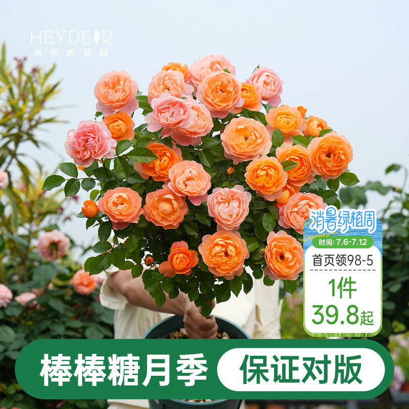 海蒂的花园棒棒糖月季花苗盆栽果汁阳台蓝色阴雨开花植物四季花卉