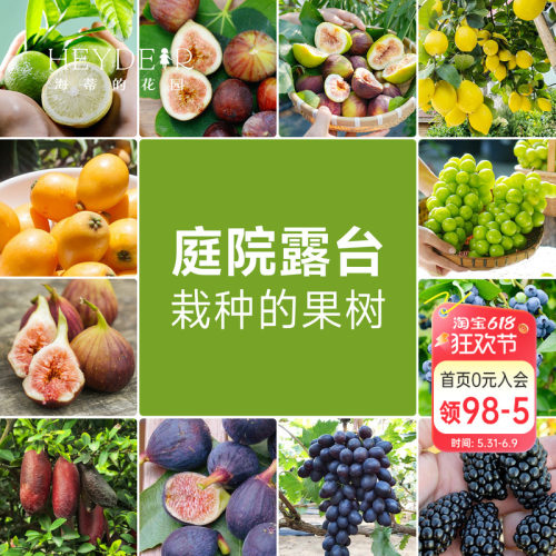 果树果苗盆栽葡萄柠檬