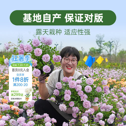 海蒂的花园月季花苗盆栽小苗爬藤玫瑰果汁阳台地栽花苗
