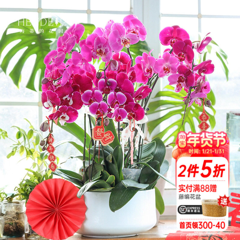 海蒂的花园蝴蝶兰盆栽带花苞宝贝兰花秋花苗冬室内年宵开花植物,鲜花速递/花卉仿真/绿植园艺,国兰/杂交兰/洋兰类,淘宝优惠券,粉丝福利购,淘宝优惠卷