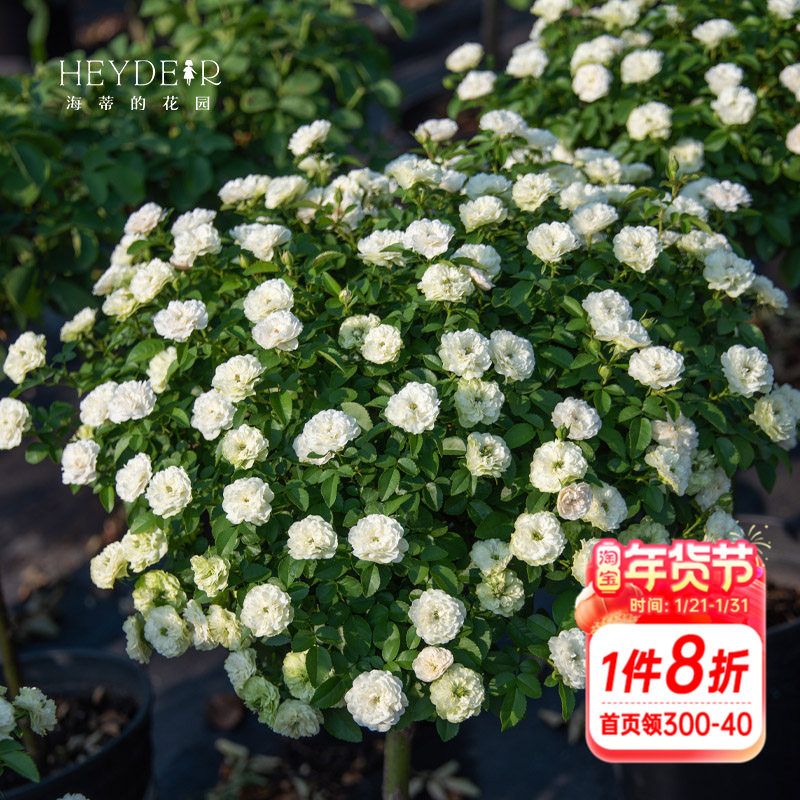 海蒂的花园 绿冰微型月季花量大夏季表现棒可做盆景花卉小苗盆栽,鲜花速递/花卉仿真/绿植园艺,月季/蔷薇/玫瑰,淘宝优惠券,粉丝福利购,淘宝优惠卷