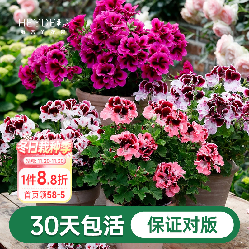 海蒂的花园天竺葵花苗盆栽重瓣四季垂吊直立大花飞溅花卉植物室内