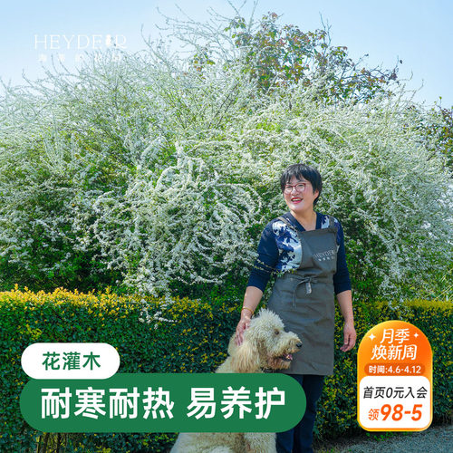 海蒂的花园雪柳鲜枝喷雪花树苗黄金喷泉绣线菊耐寒耐冻灌木植物