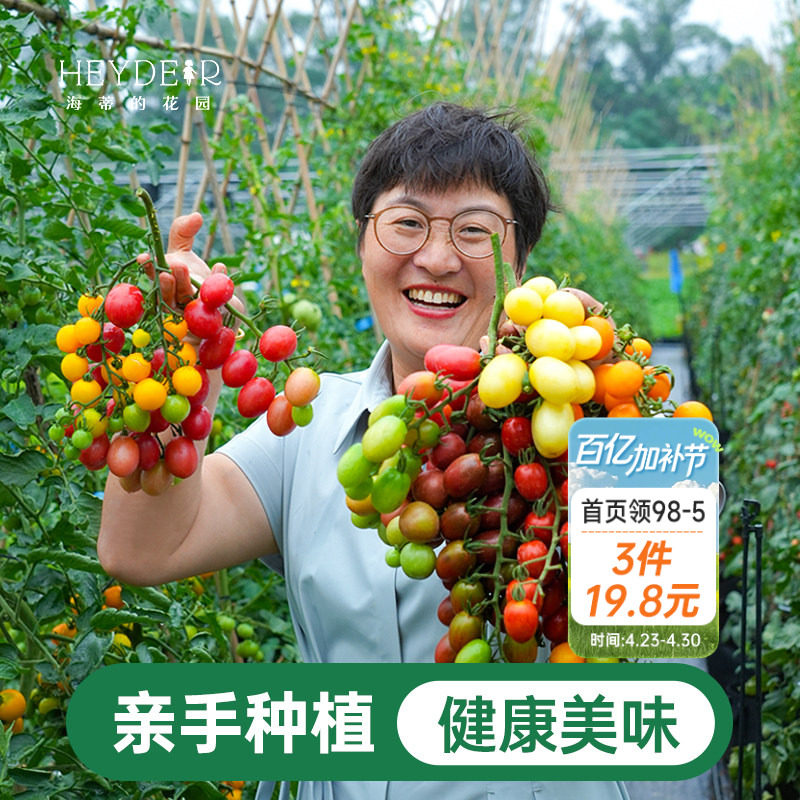 海蒂的花园番茄苗盆栽秧苗青甜2号釜山88千禧阳台蔬菜苗果蔬海妈