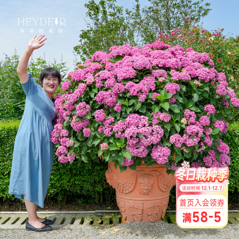 海蒂的花园重瓣大花绣球花卉植物