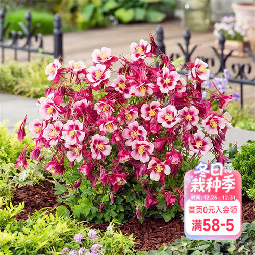 海蒂的花园耧斗菜草花