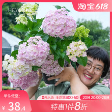 海蒂的花园绣球花苗 无尽夏大海蓝万华镜阳台四季种植物树苗盆栽