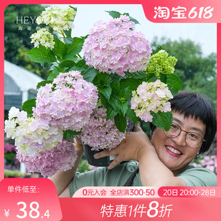 种植物树苗盆栽 无尽夏大海蓝万华镜阳台四季 花园绣球花苗 海蒂