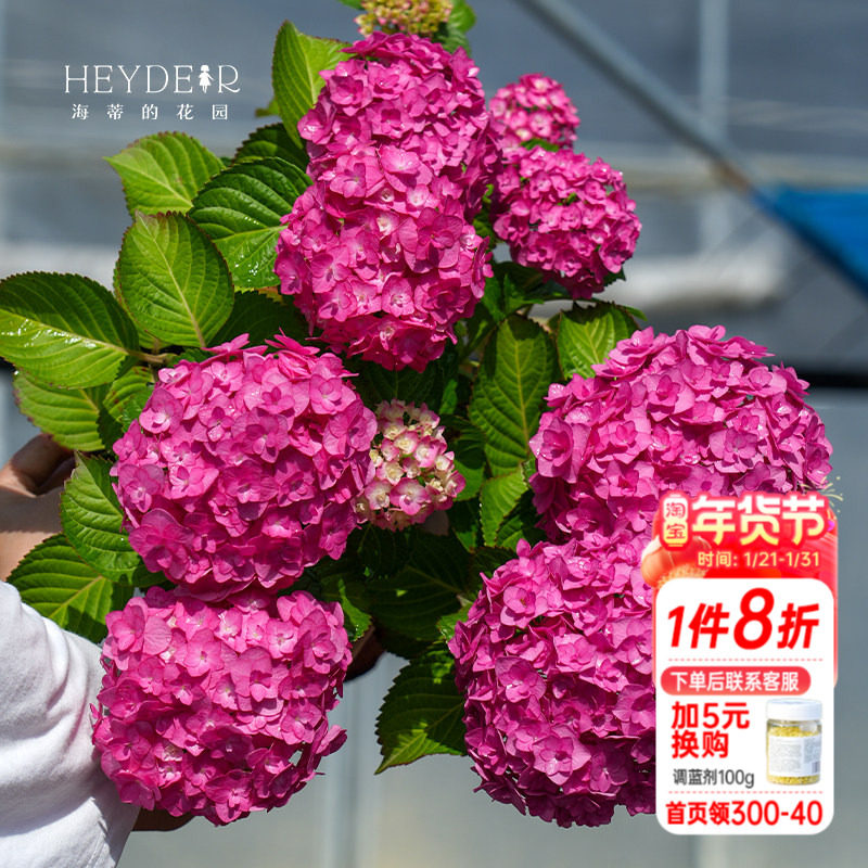 海蒂的花园绣球花苗艾薇塔重瓣大花紧凑耐阴庭院露台植物花卉盆栽,鲜花速递/花卉仿真/绿植园艺,绣球/木绣球/木本植物,淘宝优惠券,粉丝福利购,淘宝优惠卷