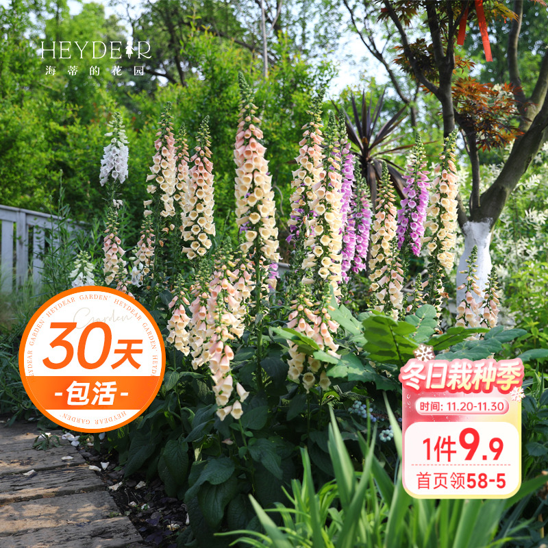 毛地黄花境盆栽苗植物耐寒