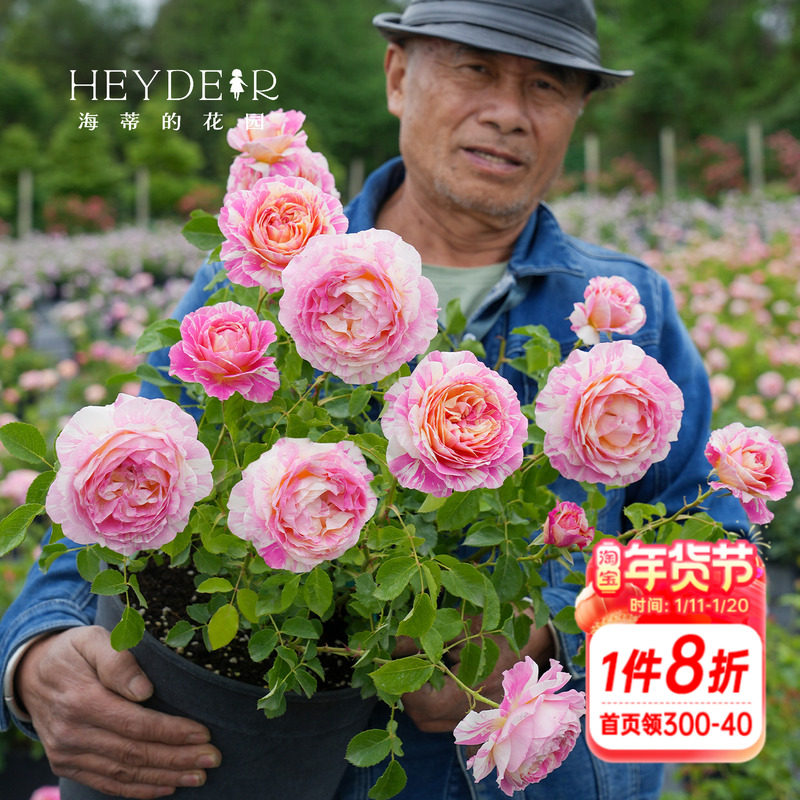 海蒂的花园莫奈直立月季欧月中香大花条纹耐热阳台花卉植物盆栽苗,鲜花速递/花卉仿真/绿植园艺,月季/蔷薇/玫瑰,淘宝优惠券,粉丝福利购,淘宝优惠卷