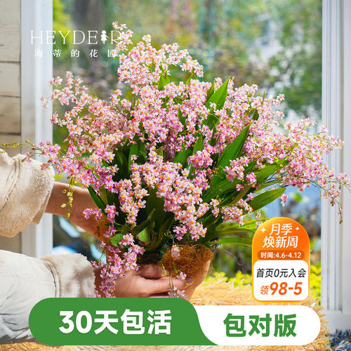 海蒂的花园文心兰盆栽