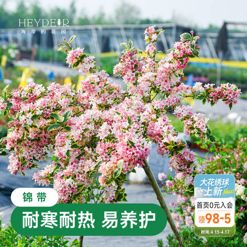 海蒂的花园花叶锦带春天爆花灌木