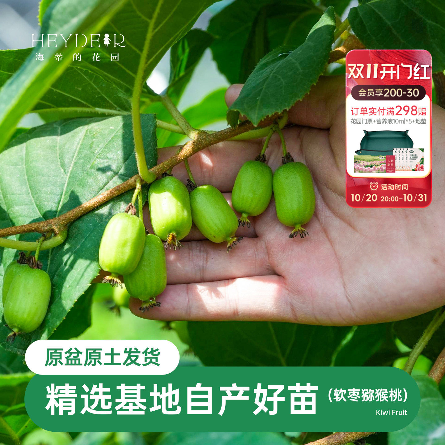 海蒂的花园软枣猕猴桃多年生耐寒藤本果树花园庭院爬藤植物盆栽苗