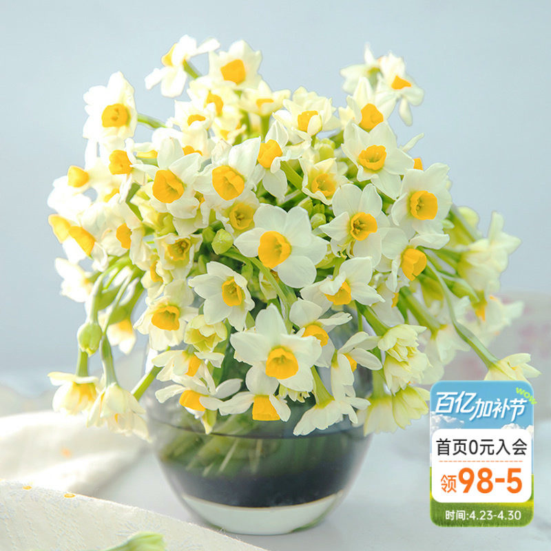 海蒂的花园漳州水仙种球花盆栽水养水培盆冬季室内阳台开花有香味