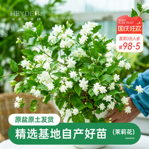 海蒂茉莉花阳台室内盆栽苗
