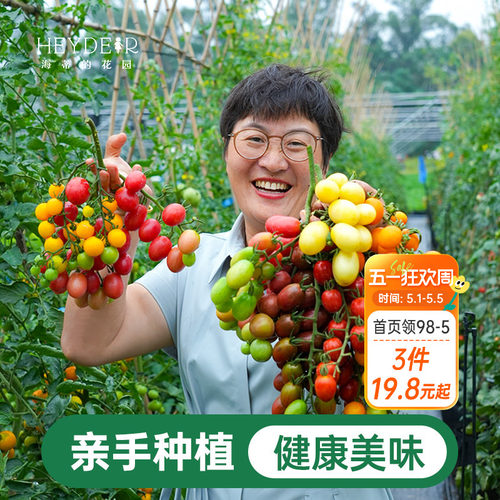 海蒂的花园番茄苗盆栽秧苗青甜2号釜山88千禧阳台蔬菜苗果蔬海妈