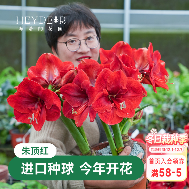 海蒂的花园成都总店朱顶红进口种球重瓣盆栽【30天包活保证对版】