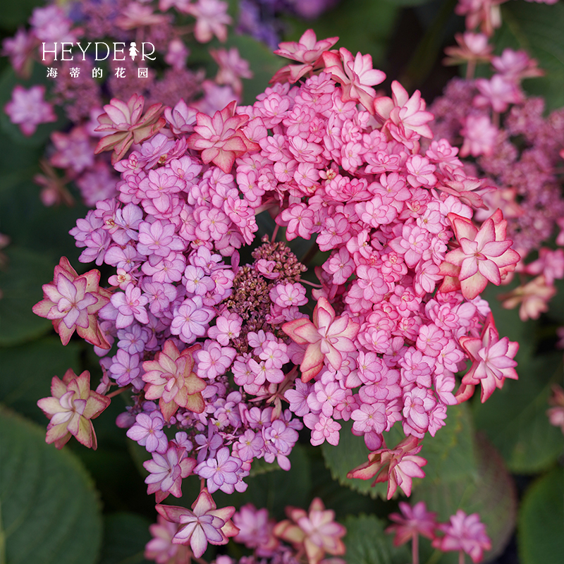 海蒂的花园重瓣庭院植物大花绣球