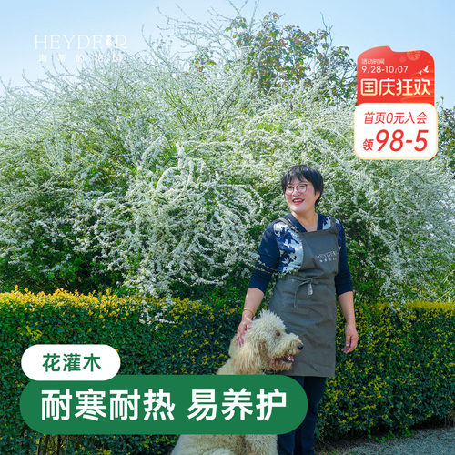 海蒂的花园雪柳鲜枝喷雪花树苗黄金喷泉绣线菊耐寒耐冻灌木植物