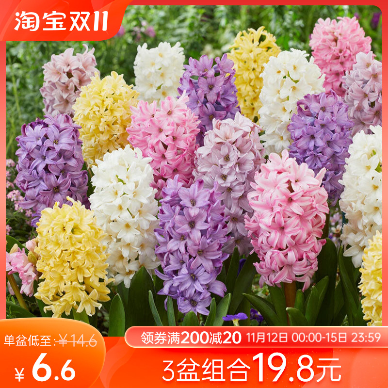 海蒂的花园风信子球根花卉阳台花园盆栽地栽芳香花卉植物盆栽种球