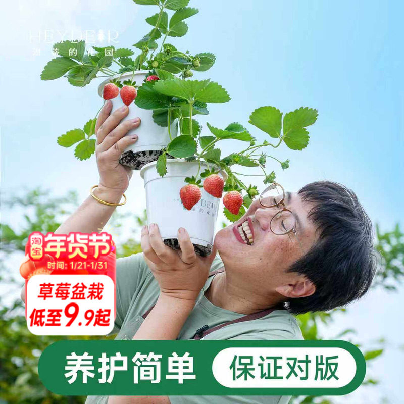 海蒂的花园成都总店草莓苗秧盆栽红颜章姬冰淇淋海妈家【包对版】,鲜花速递/花卉仿真/绿植园艺,时令草本花卉,淘宝优惠券,粉丝福利购,淘宝优惠卷