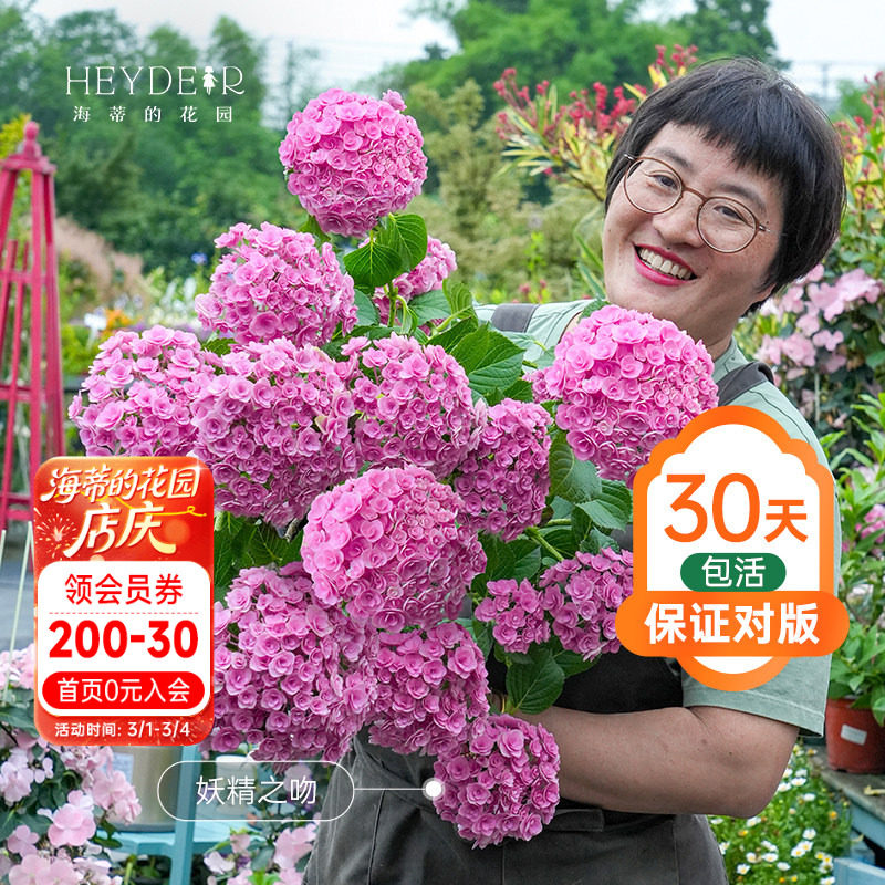 海蒂的花园大花绣球花盆栽花手鞠万华镜重瓣绣球阳台庭院花卉盆栽