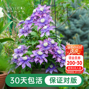 海蒂的花园铁线莲苗盆栽爬藤乌托邦倒影花架栅栏阳台植物花卉海妈