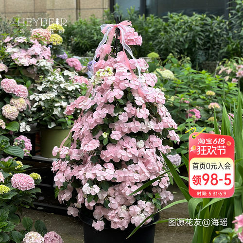 海蒂的花园逃跑新娘绣球花苗